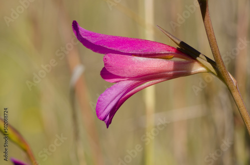 Flower of Italian gladiolus Gladiolus italicus. Los Almacigos. Alajero. La Gomera. Canary Islands. Spain. photo