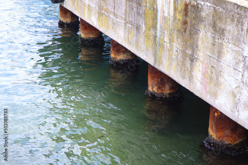Wild mussels at the foot of the dock
