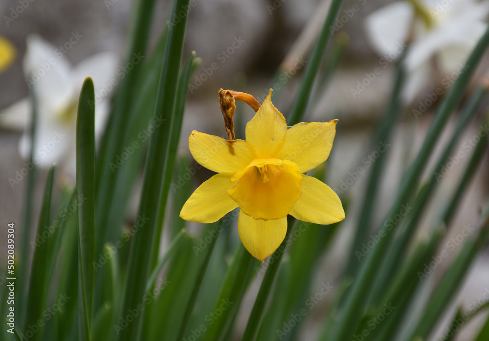 Flowering Yellow Daffodil Blossom in the Spring Flowering Yellow Daffodil Blossom in the Spring