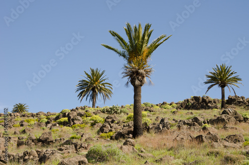 Canary Island date palms Phoenix canariensis. Los Almacigos. Alajero. La Gomera. Canary Islands. Spain.