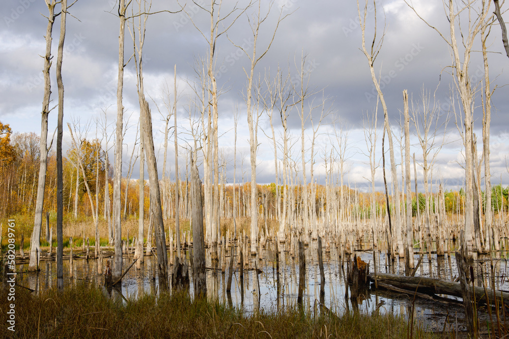 A swamp with dry dead trees, logs, and flowering cattails. Environmental problems, waterlogging of the territory, uninhabitable areas. Natural background A swamp with dry dead trees, logs, and flowering cattails. Environmental problems, waterlogging of the territory, uninhabitable areas. Natural background