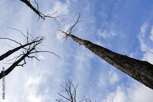 Dry trunks with driftwood and tree branches tend to the sky. The blue sky is a symbol of life and dead trees. Natural background, horror, life and death