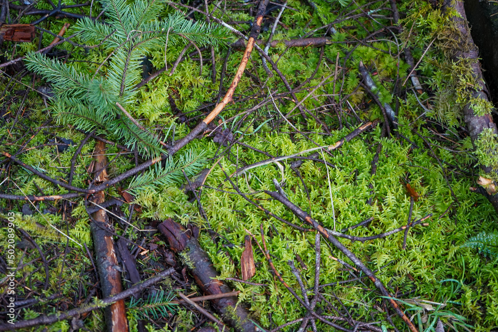Close up of mossy forest floor - obrazy, fototapety, plakaty 