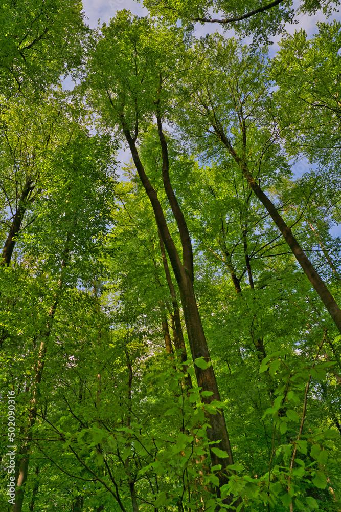 A great view up into the trees direction sky in may, Germany A great view up into the trees direction sky in may, Germany