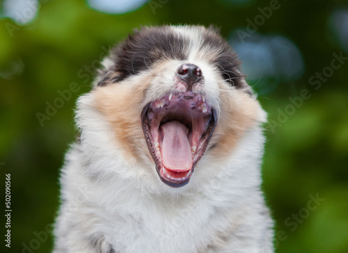 Australian shepherd puppy merle color in nature