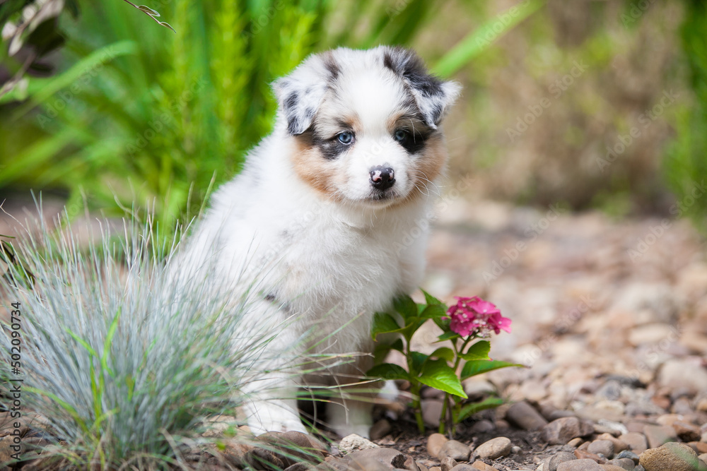 Australian shepherd puppy merle color in nature