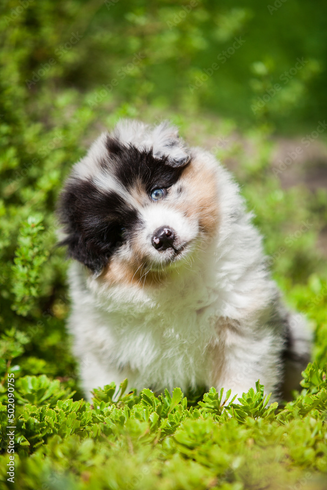 Australian shepherd puppy merle color in nature Australian shepherd puppy merle color in nature