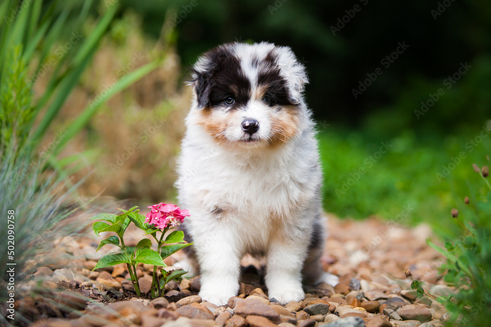 Australian shepherd puppy merle color in nature Australian shepherd puppy merle color in nature