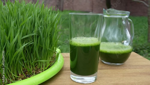 Healthy organic green detox juice from grass of green germinated wheat grains, close up, rotates, outdoors. Green leaves of young wheat and wheatgrass juice photo