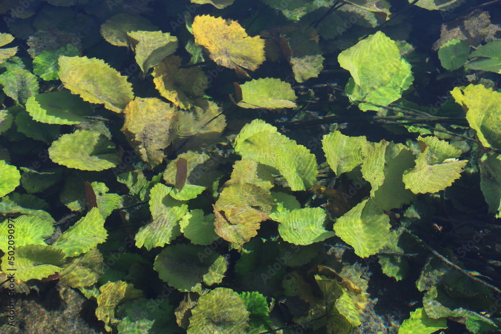 submerged water lilies submerged water lilies