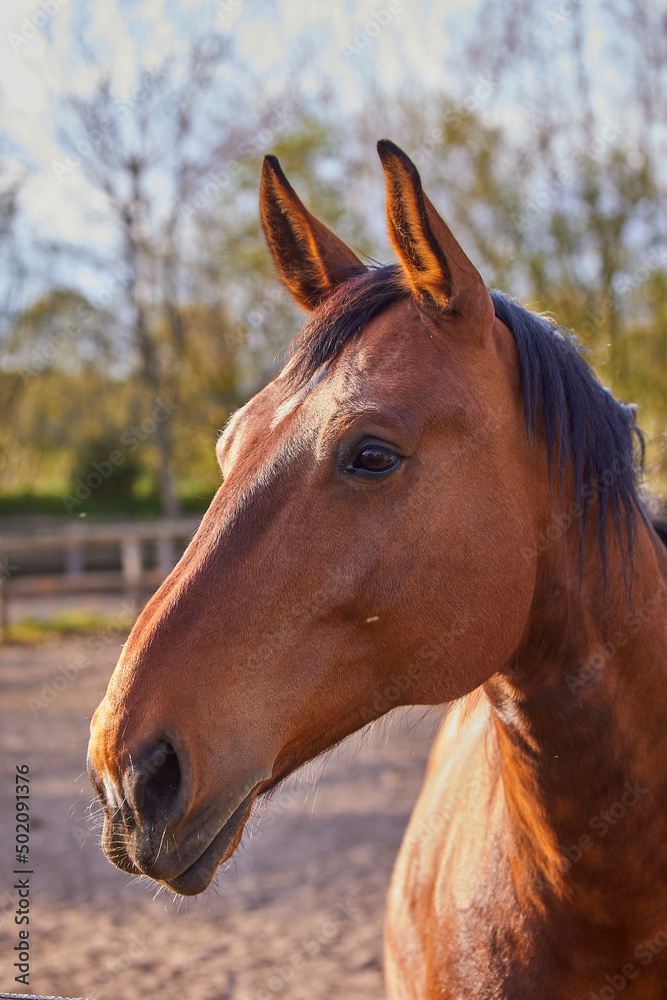 Fototapeta premium holsteiner