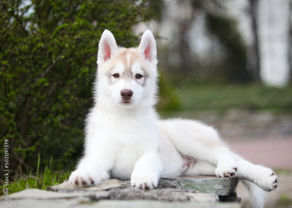 Siberian Husky puppy in the park