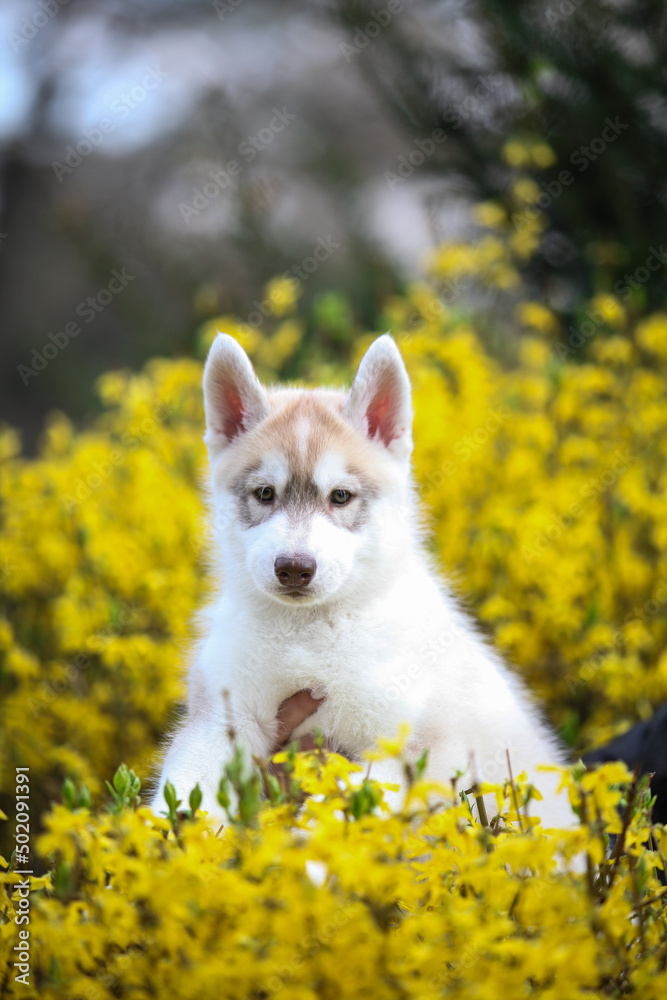 Siberian Husky puppy and yellow flowers