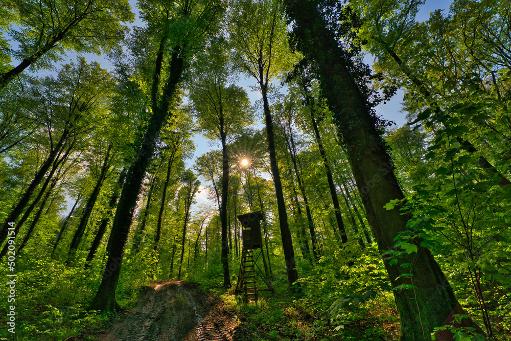 A great view up into the trees direction sky in may, Germany