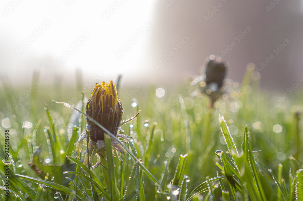 Naklejka premium mgła nad zielona trawą o poranku