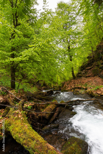 rapid water stream in the park. ancient beech forest in spring. beautiful nature scenery