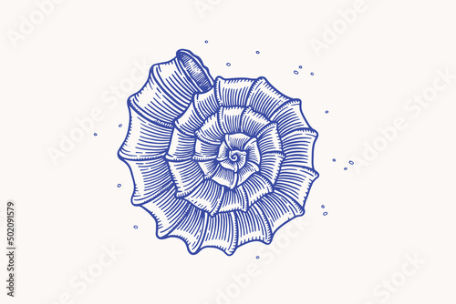 Hand-drawn sea shell coil. Blue shell of an oceanic mollusk on a light background. Vector illustration in vintage style.