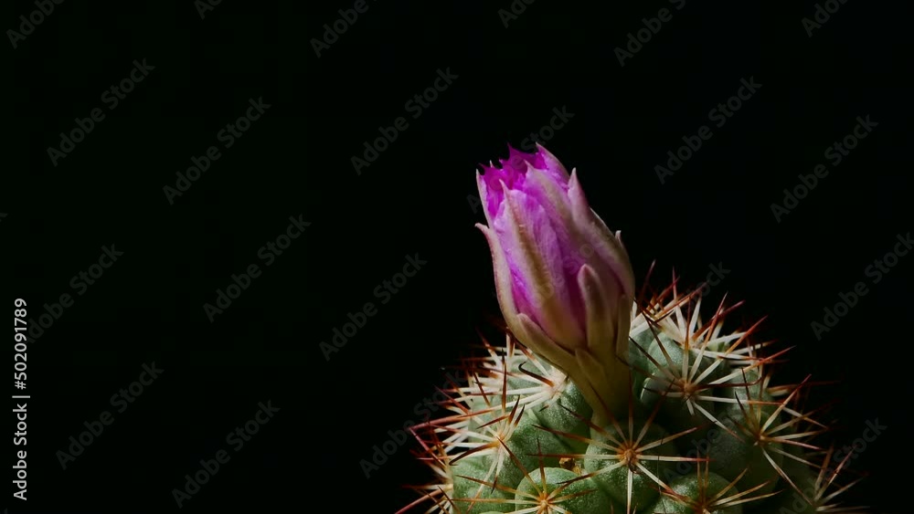 mammillaria bombycina Cactus Flower Blossom on dark background mammillaria bombycina Cactus Flower Blossom on dark background