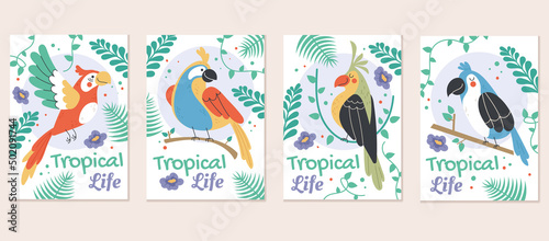 Jungle safari birds parrot greeting cards template set. Vector flat graphic design element