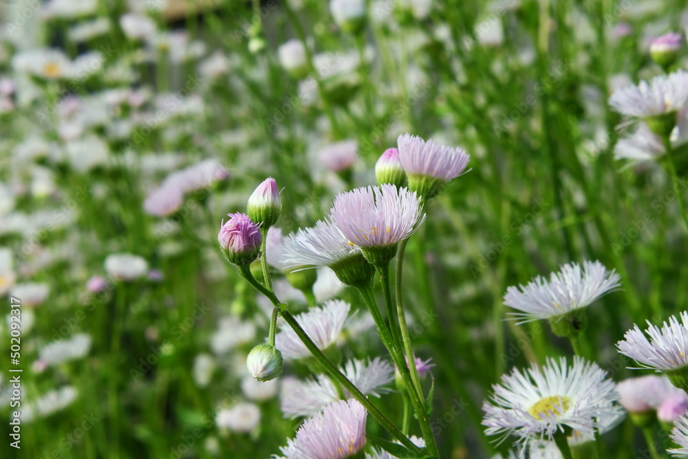 beautiful natural white wild flower blossom on meadow in spring beautiful natural white wild flower blossom on meadow in spring