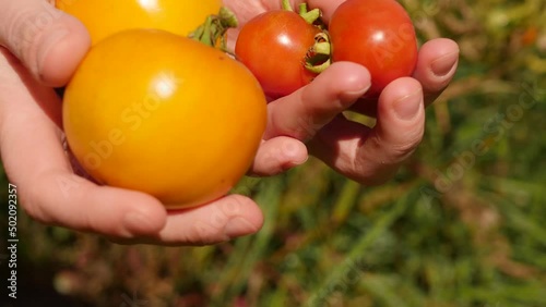 Wallpaper Mural Close up farmer holding ripe tomatoes. Fresh vegetables 4k video. Organic food growing  Torontodigital.ca