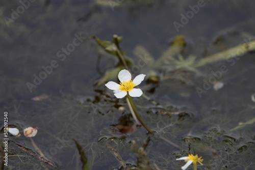 Flower of pond water-crowfoot  Ranunculus peltatus