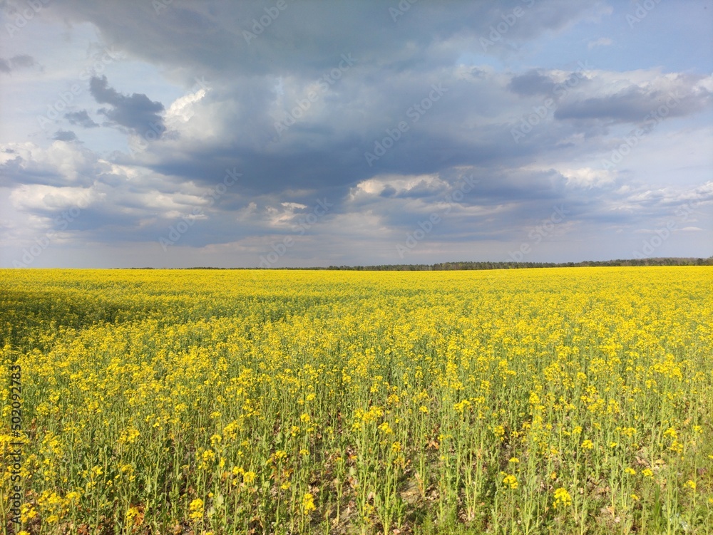 Fototapeta premium field