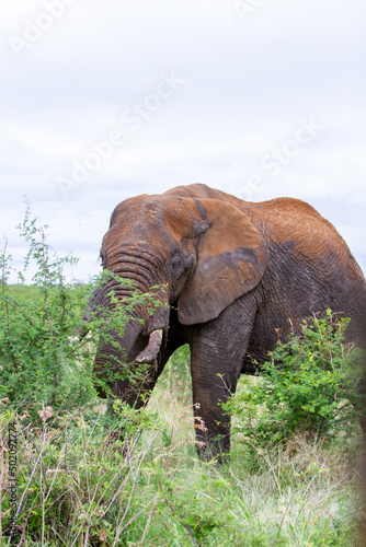 Elephant in nature reserve 