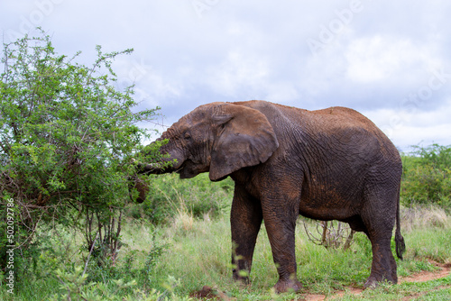 Elephant feeding in nature 