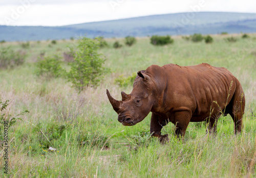 Rhino in nature 