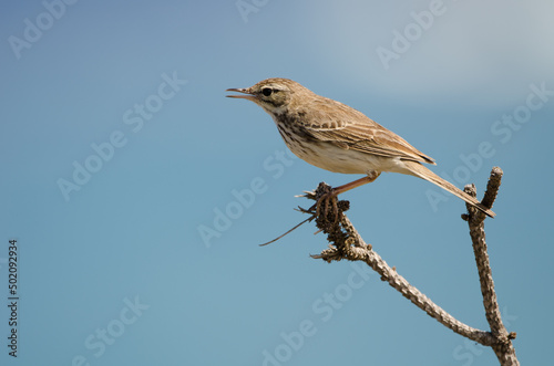 Berthelot's pipit Anthus berthelotii calling. Vallehermoso. La Gomera. Canary Islands. Spain. © Víctor