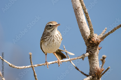 Berthelot's pipit Anthus berthelotii calling. Vallehermoso. La Gomera. Canary Islands. Spain.