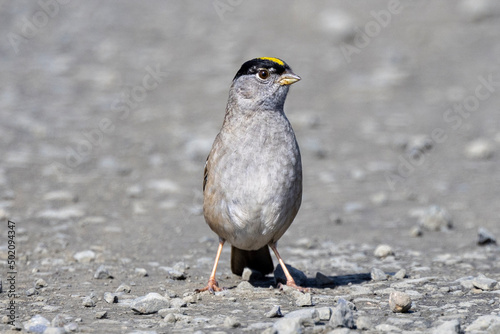 Golden-crowned Sparrow photo