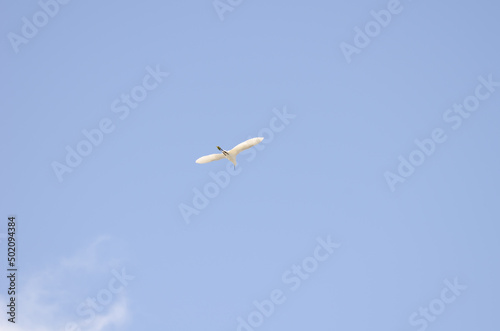 Little egret Egretta garzetta in flight. Vallehermoso. La Gomera. Canary Islands. Spain.