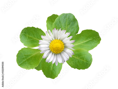 Bellis perennis spring flower (lawn daisy or bruisewort) with rosette of green leaves isolated on white background. Floral design element.    