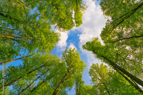 A great view up into the trees direction sky in may  Germany