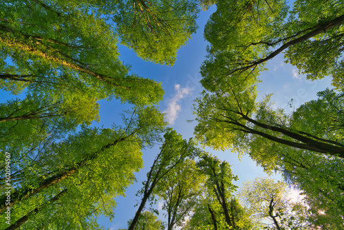Fototapeta Naklejka Na Ścianę i Meble -  A great view up into the trees direction sky in may, Germany
