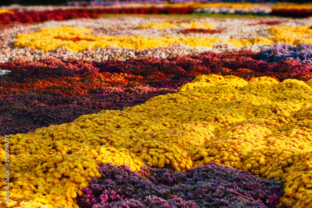 Field of mums in colorful patterns