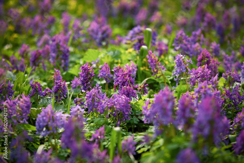 Corydalis solida  fumewort or bird-in-a-bush. First spring flowers