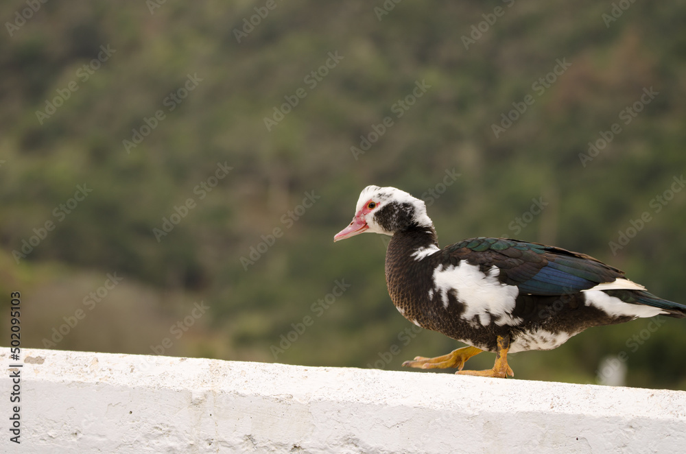 Fototapeta premium Domestic Muscovy duck Cairina moschata domestica. Las Rosas Dam or Amalahuigue Dam. Agulo. La Gomera. Canary Islands. Spain.