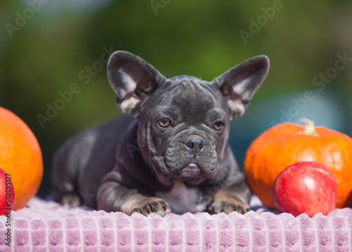 Rare color french bulldog puppies with apples and pumpkin © Ilona Didkovska