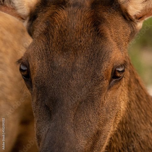 Looking into Deep Brown Eyes of Female Elk