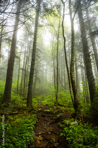 Looking Up Into The Foggy Sky And Forest Along Balsam Mountain Trail