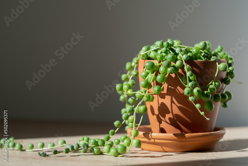 Closeup of Senecio rowleyanus houseplant in terracotta flower pot at home, sunlight. String of pearls. Variety of succulents in Africa. Love plants. 