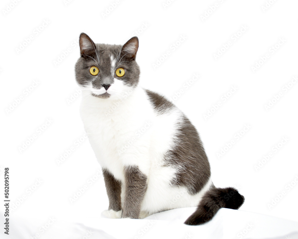 gray-white cat sits and looks straight