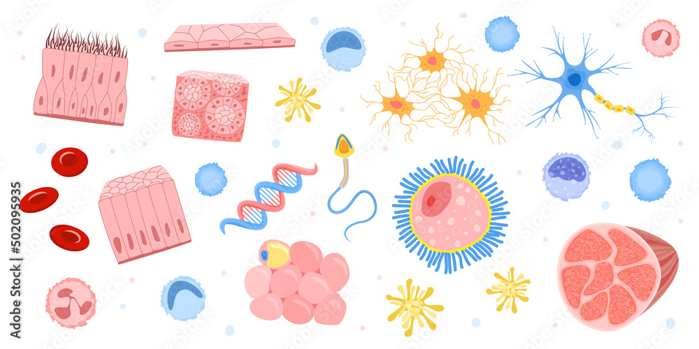 Human Cells Bacteria Set Human Cells Bacteria Set