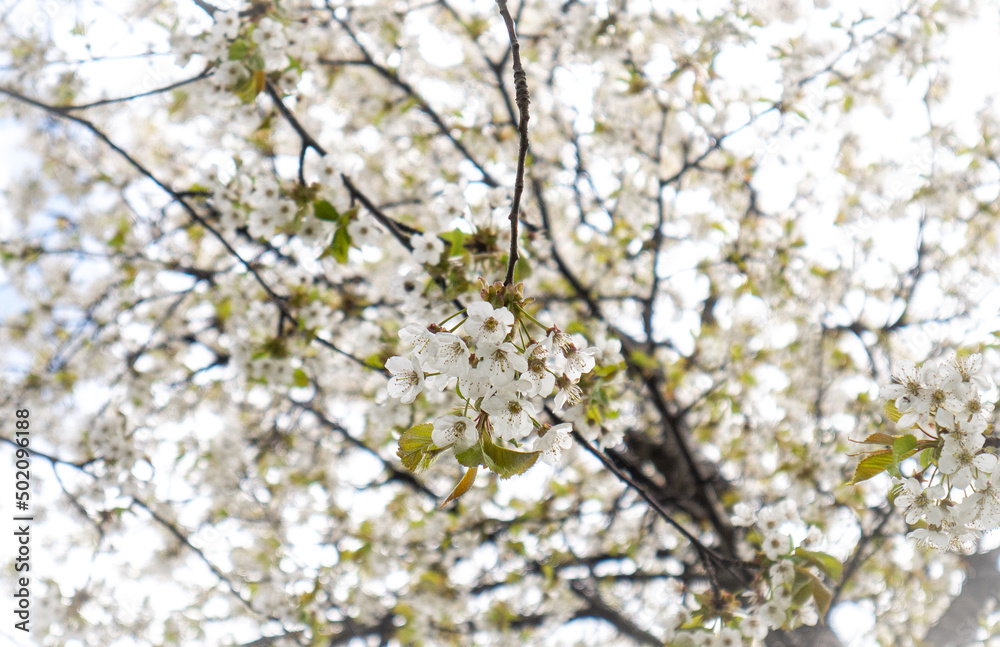 blooming tree