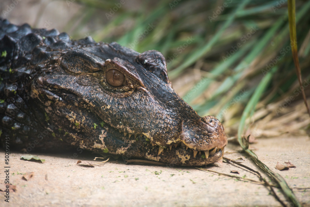 Fototapeta premium A picture of a crocodile