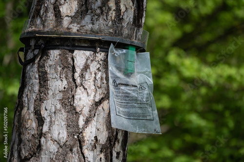 Piege a processionnaire du chêne, Thaumetopoea processionea