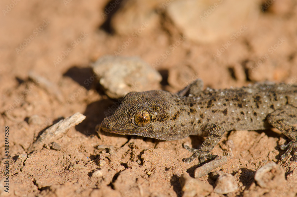 Gomero wall gecko Tarentola gomerensis. Vallehermoso. La Gomera. Canary Islands. Spain. Gomero wall gecko Tarentola gomerensis. Vallehermoso. La Gomera. Canary Islands. Spain.